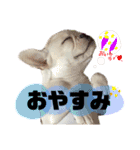 うちのきなこ！！！（個別スタンプ：16）
