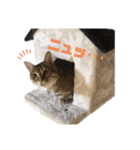 しのぶとこよみとするが（個別スタンプ：10）