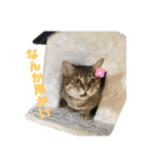 しのぶとこよみとするが（個別スタンプ：11）