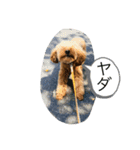 【⠀トイプードルの日常(改良版)】（個別スタンプ：2）