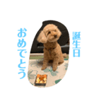 【⠀トイプードルの日常(改良版)】（個別スタンプ：5）
