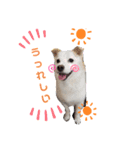 愛犬 たろう（個別スタンプ：2）