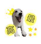 愛犬 たろう（個別スタンプ：3）