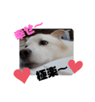 愛犬 たろう（個別スタンプ：4）