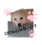 愛犬 たろう（個別スタンプ：5）