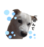 愛犬 たろう（個別スタンプ：6）