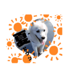 愛犬 たろう（個別スタンプ：7）