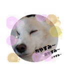 愛犬 たろう（個別スタンプ：8）