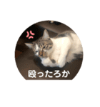 みぃとぅん4（個別スタンプ：6）