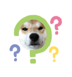 柴犬 薄顔ハクno.2（個別スタンプ：1）