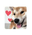 柴犬 薄顔ハクno.2（個別スタンプ：3）