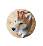 柴犬 薄顔ハクno.2（個別スタンプ：4）