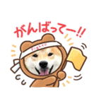 柴犬 薄顔ハクno.2（個別スタンプ：6）