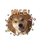 柴犬 薄顔ハクno.2（個別スタンプ：7）