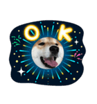 柴犬 薄顔ハクno.2（個別スタンプ：8）
