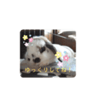 アリスうさぎ毎日使いやすいスタンプ40個（個別スタンプ：8）