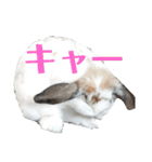 アリスうさぎ毎日使いやすいスタンプ40個（個別スタンプ：33）