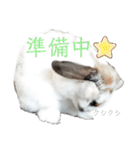 アリスうさぎ毎日使いやすいスタンプ40個（個別スタンプ：39）