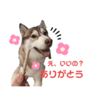 ハスキーのかい君 その2（個別スタンプ：7）