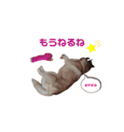 ハスキーのかい君 その2（個別スタンプ：11）