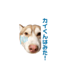 ハスキーのかい君 その2（個別スタンプ：16）