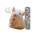 マロのすたんぷ（個別スタンプ：3）