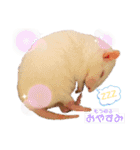 マロのすたんぷ（個別スタンプ：6）
