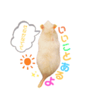 マロのすたんぷ（個別スタンプ：12）