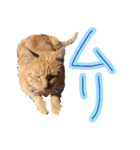 WOOZY CAT（個別スタンプ：3）