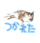 WOOZY CAT（個別スタンプ：5）