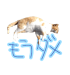 WOOZY CAT（個別スタンプ：6）