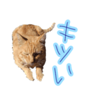 WOOZY CAT（個別スタンプ：7）