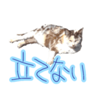 WOOZY CAT（個別スタンプ：10）