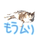 WOOZY CAT（個別スタンプ：13）