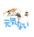 WOOZY CAT（個別スタンプ：17）