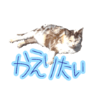 WOOZY CAT（個別スタンプ：18）