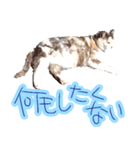 WOOZY CAT（個別スタンプ：19）