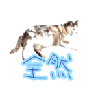 WOOZY CAT（個別スタンプ：24）