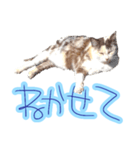 WOOZY CAT（個別スタンプ：33）