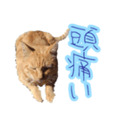 WOOZY CAT（個別スタンプ：36）