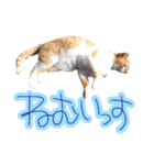 WOOZY CAT（個別スタンプ：37）