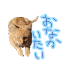 WOOZY CAT（個別スタンプ：40）