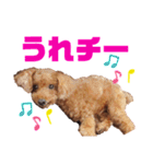 愛しのチーPart3（個別スタンプ：12）