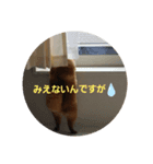 かわいすぎわんこの日常パート2（個別スタンプ：1）