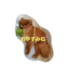 かわいすぎわんこの日常パート2（個別スタンプ：7）