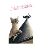 旅猫【BIGスタンプ】（個別スタンプ：2）