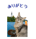 旅猫【BIGスタンプ】（個別スタンプ：9）