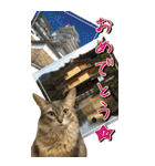 旅猫【BIGスタンプ】（個別スタンプ：29）