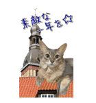旅猫【BIGスタンプ】（個別スタンプ：31）