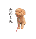 ちょこのごあいさつ2（個別スタンプ：1）